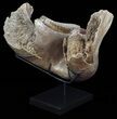 Wide Woolly Mammoth Lower Jaw With M Molars #57823-9